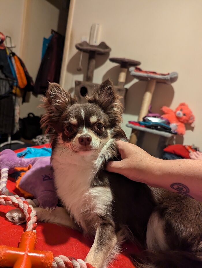 Hey Pandas, Show Off Your Adorable Pups For International Dog Day (Closed) Hey Pandas, Show Off Your Adorable Pups For International Dog Day (Closed)