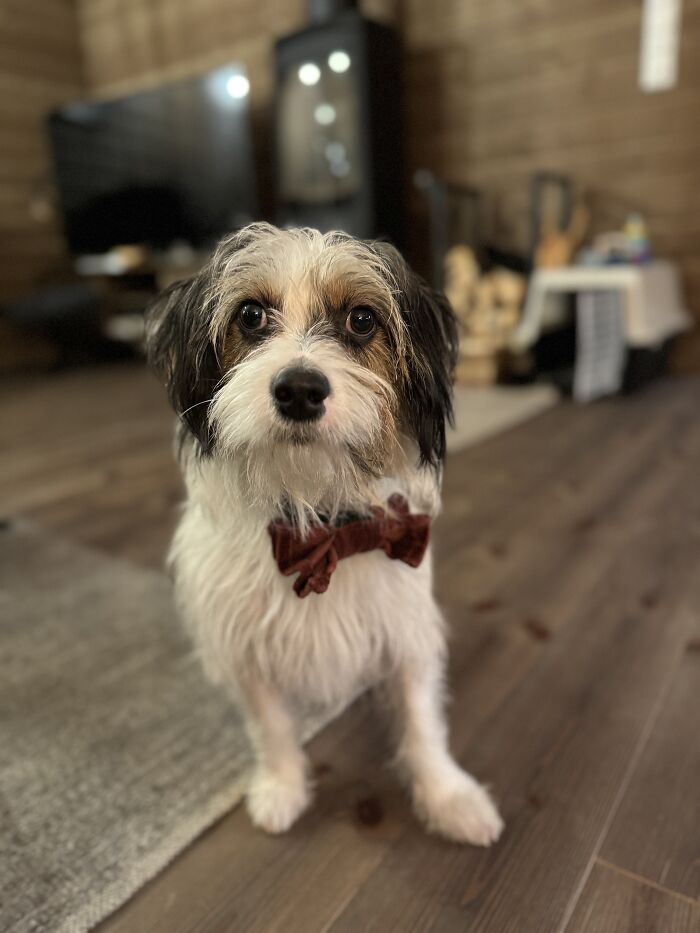 Hey Pandas, Show Off Your Adorable Pups For International Dog Day (Closed) Hey Pandas, Show Off Your Adorable Pups For International Dog Day (Closed)