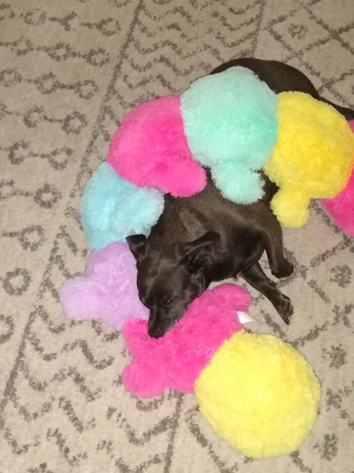 Hey Pandas, Show Off Your Adorable Pups For International Dog Day (Closed) Hey Pandas, Show Off Your Adorable Pups For International Dog Day (Closed)