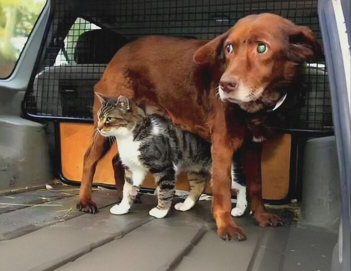 50 Uplifting Posts That Prove We Don’t Deserve Animals, As Shared On This FB Page 50 Uplifting Posts That Prove We Don’t Deserve Animals, As Shared On This FB Page