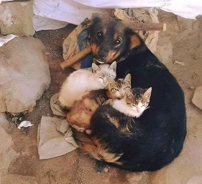 50 Uplifting Posts That Prove We Don’t Deserve Animals, As Shared On This FB Page 50 Uplifting Posts That Prove We Don’t Deserve Animals, As Shared On This FB Page