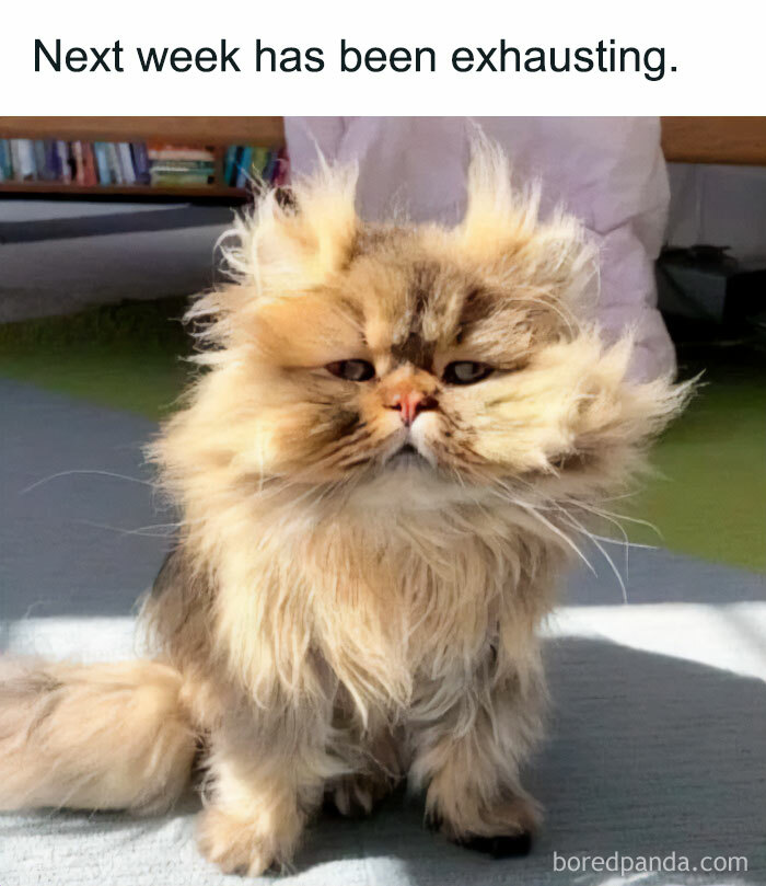 30 Sunday Memes For When You’re Not Ready To Face Monday 30 Sunday Memes For When You’re Not Ready To Face Monday