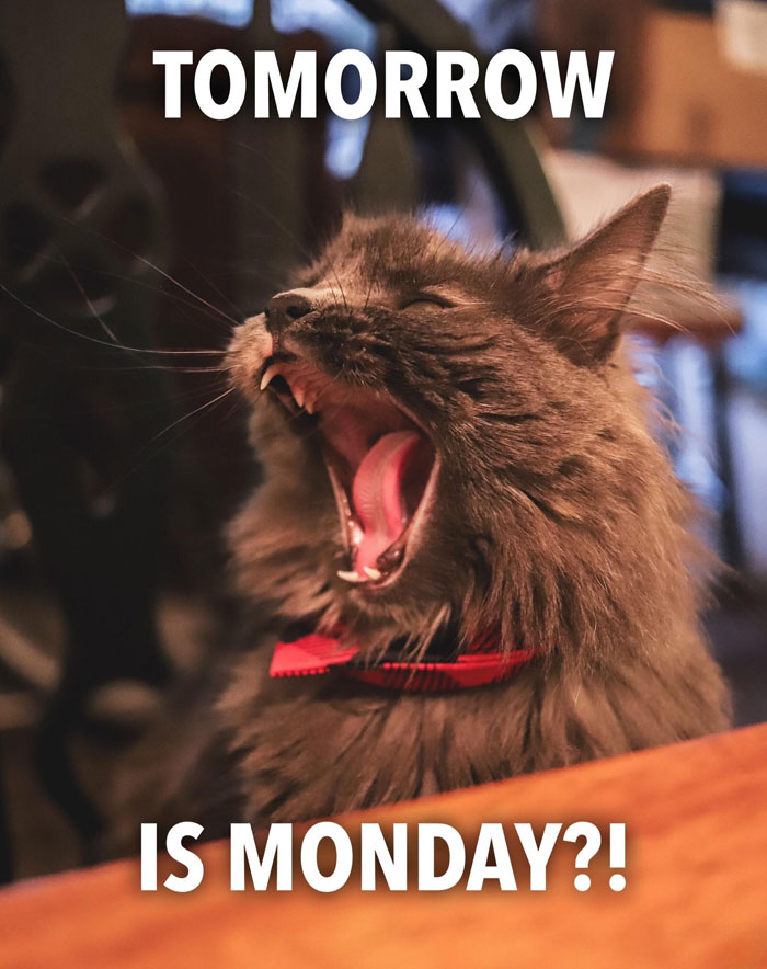 30 Sunday Memes For When You’re Not Ready To Face Monday 30 Sunday Memes For When You’re Not Ready To Face Monday