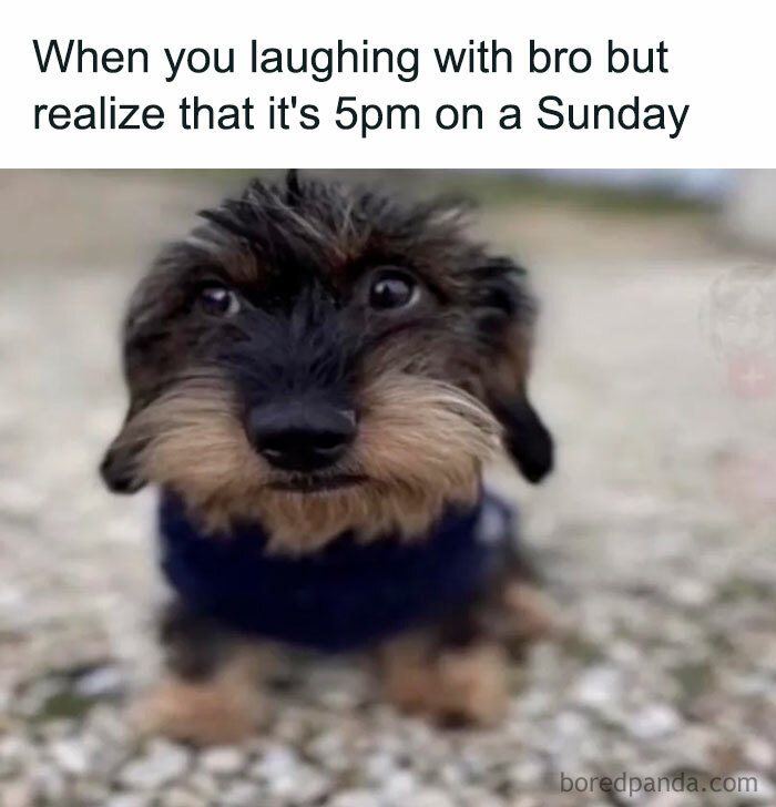 30 Sunday Memes For When You’re Not Ready To Face Monday 30 Sunday Memes For When You’re Not Ready To Face Monday