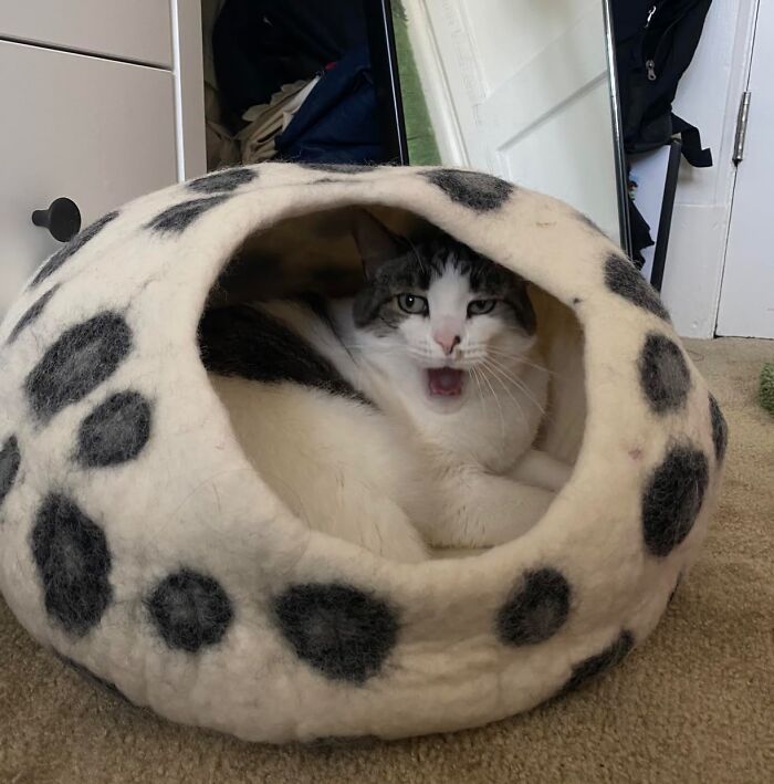 Your Pet Works Hard At Being Cute So Treat Them To These 18 Labor Day Deals Your Pet Works Hard At Being Cute So Treat Them To These 18 Labor Day Deals