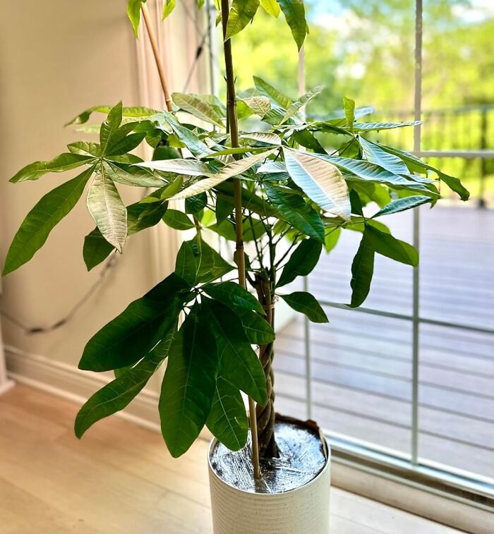 Feng Shui Your Way To Fortune: 15 Lucky Charms For Your Home