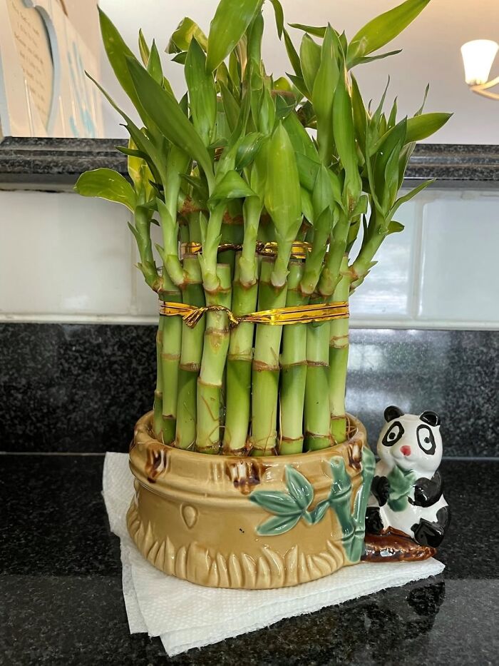 Feng Shui Your Way To Fortune: 15 Lucky Charms For Your Home