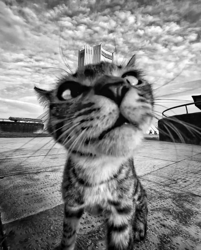 30 Photos Featuring Cat-Tastic Moments Captured By This Photographer 30 Photos Featuring Cat-Tastic Moments Captured By This Photographer