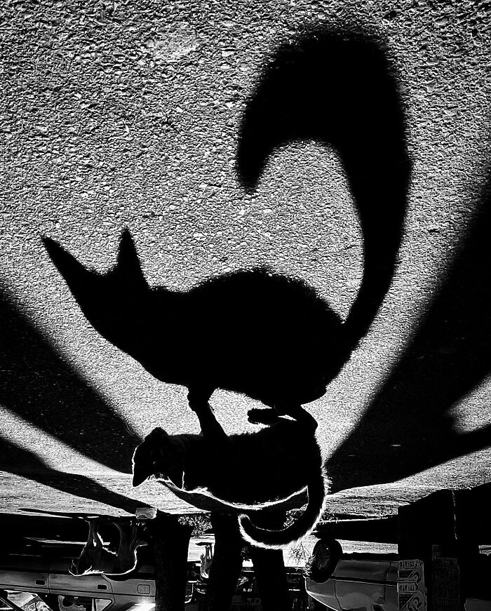 30 Photos Featuring Cat-Tastic Moments Captured By This Photographer 30 Photos Featuring Cat-Tastic Moments Captured By This Photographer