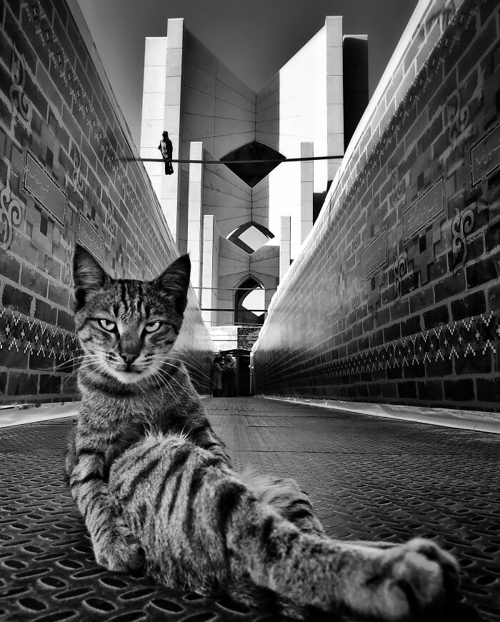 30 Photos Featuring Cat-Tastic Moments Captured By This Photographer 30 Photos Featuring Cat-Tastic Moments Captured By This Photographer