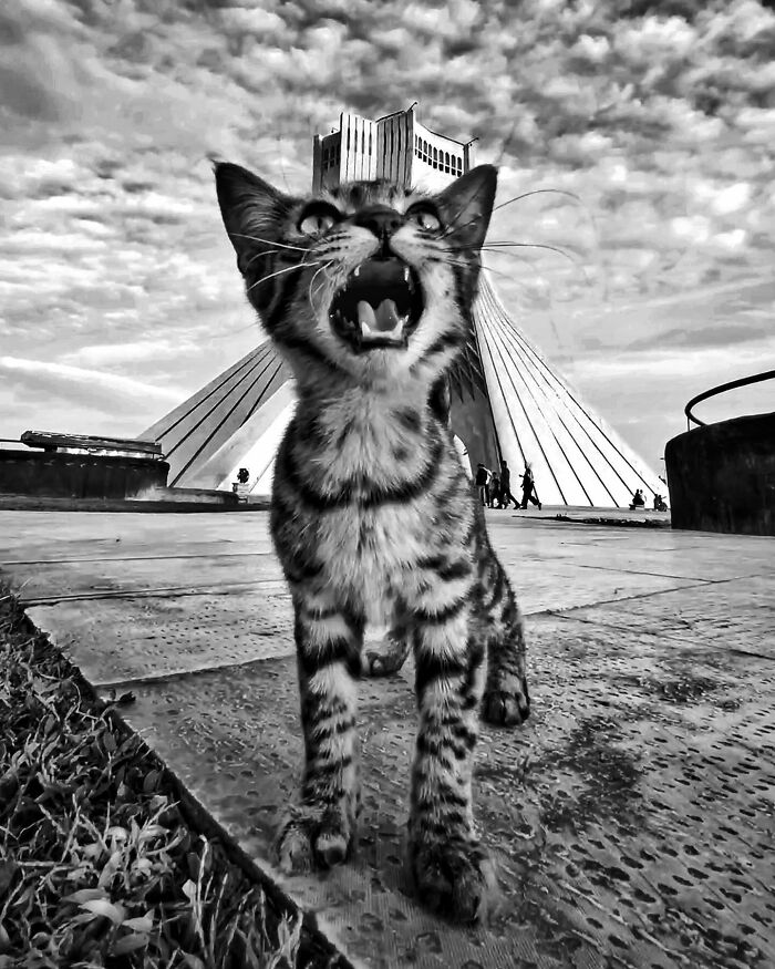 30 Photos Featuring Cat-Tastic Moments Captured By This Photographer 30 Photos Featuring Cat-Tastic Moments Captured By This Photographer