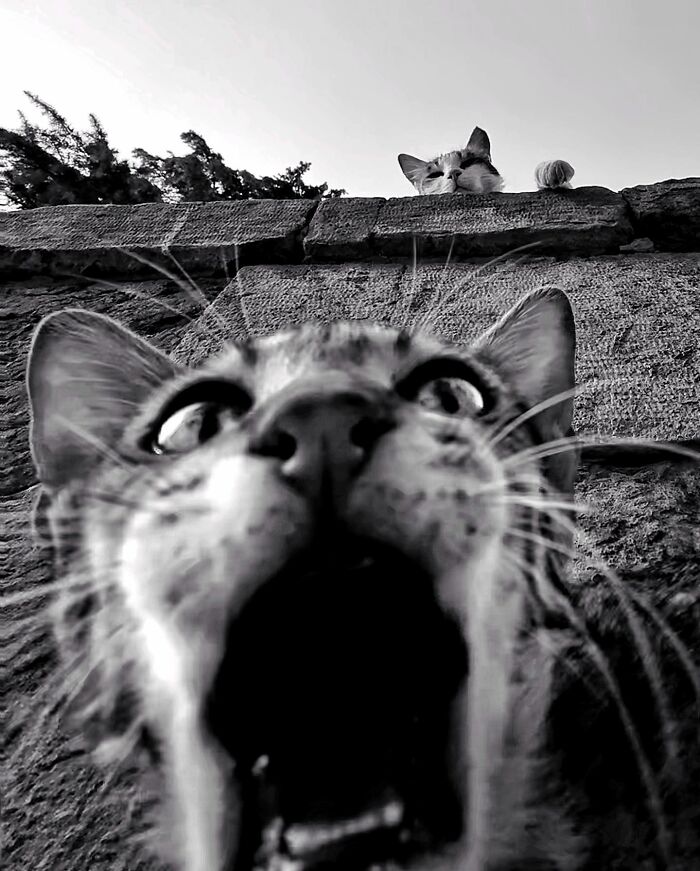 30 Photos Featuring Cat-Tastic Moments Captured By This Photographer 30 Photos Featuring Cat-Tastic Moments Captured By This Photographer