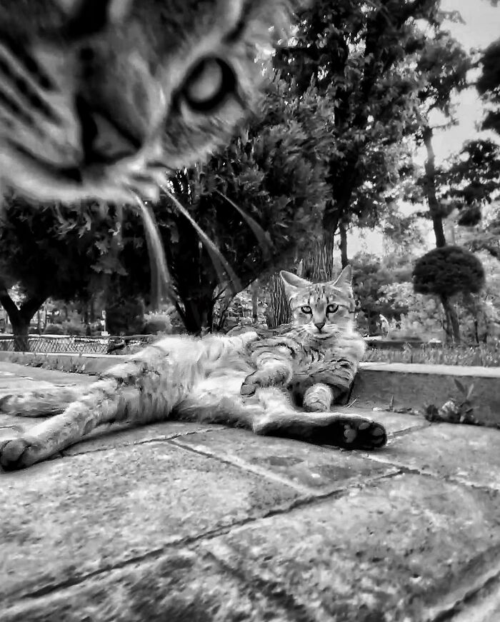 30 Photos Featuring Cat-Tastic Moments Captured By This Photographer 30 Photos Featuring Cat-Tastic Moments Captured By This Photographer