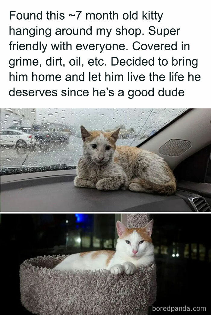 50 Adorable Animal Memes That May Give You That Serotonin Boost For Today