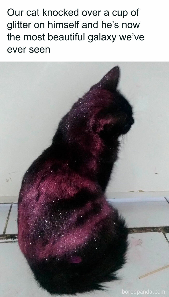 50 Adorable Animal Memes That May Give You That Serotonin Boost For Today