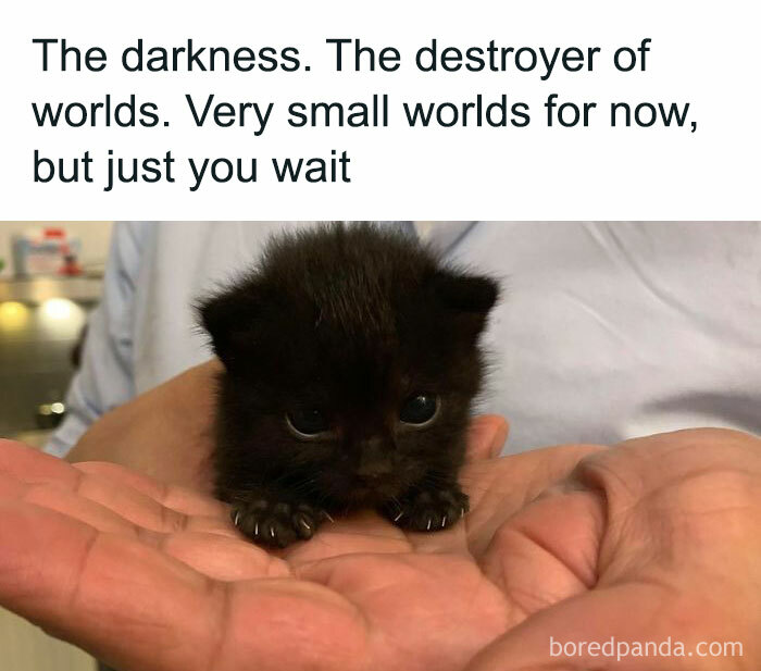 50 Adorable Animal Memes That May Give You That Serotonin Boost For Today
