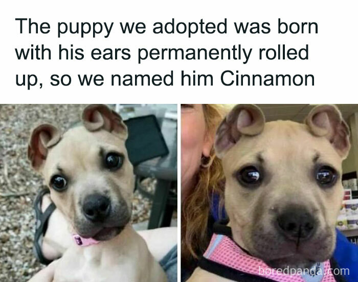 50 Adorable Animal Memes That May Give You That Serotonin Boost For Today