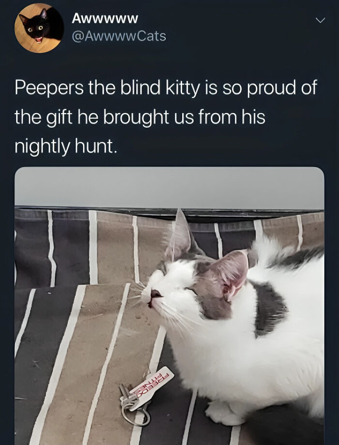 50 Adorable Animal Memes That May Give You That Serotonin Boost For Today