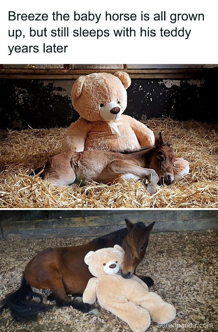 50 Adorable Animal Memes That May Give You That Serotonin Boost For Today