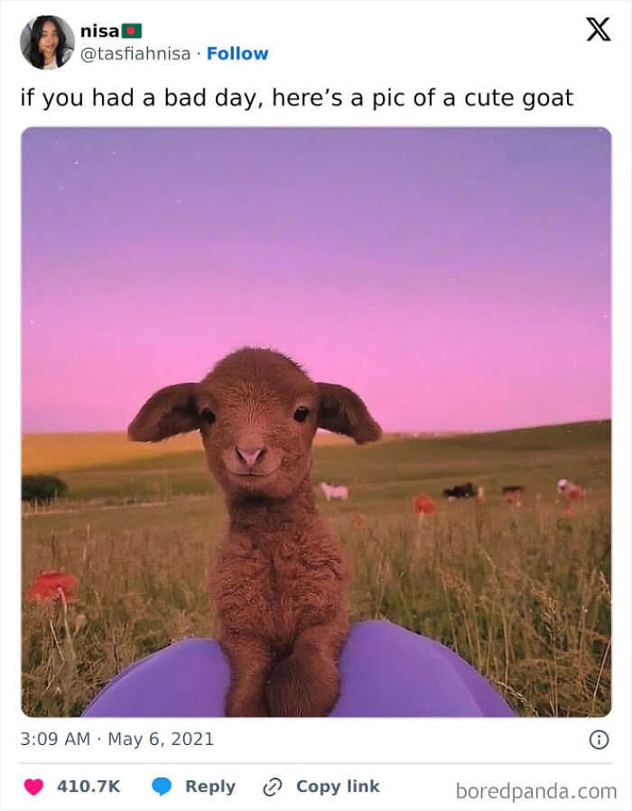 50 Adorable Animal Memes That May Give You That Serotonin Boost For Today