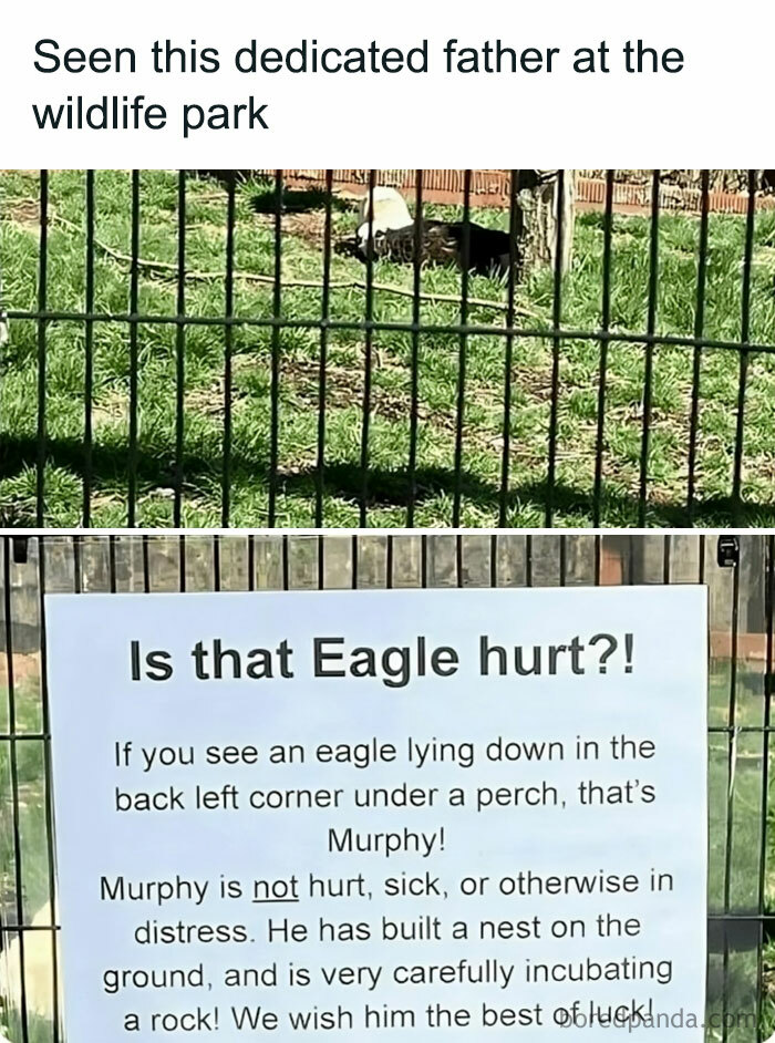 50 Adorable Animal Memes That May Give You That Serotonin Boost For Today