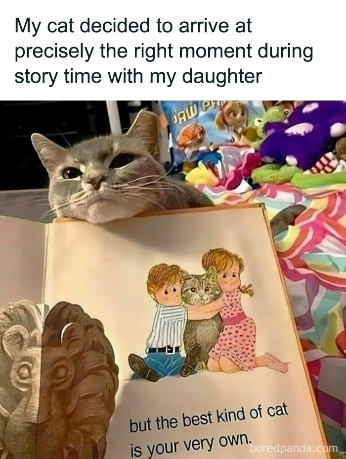 50 Adorable Animal Memes That May Give You That Serotonin Boost For Today