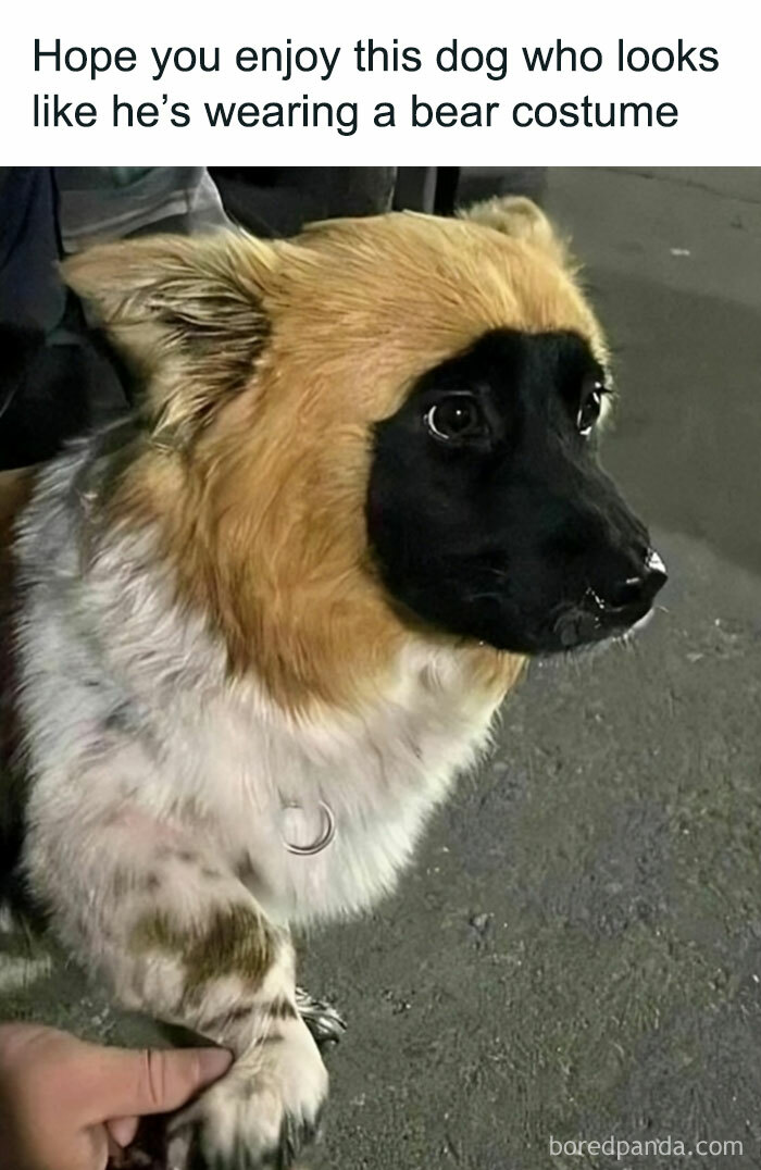 50 Adorable Animal Memes That May Give You That Serotonin Boost For Today