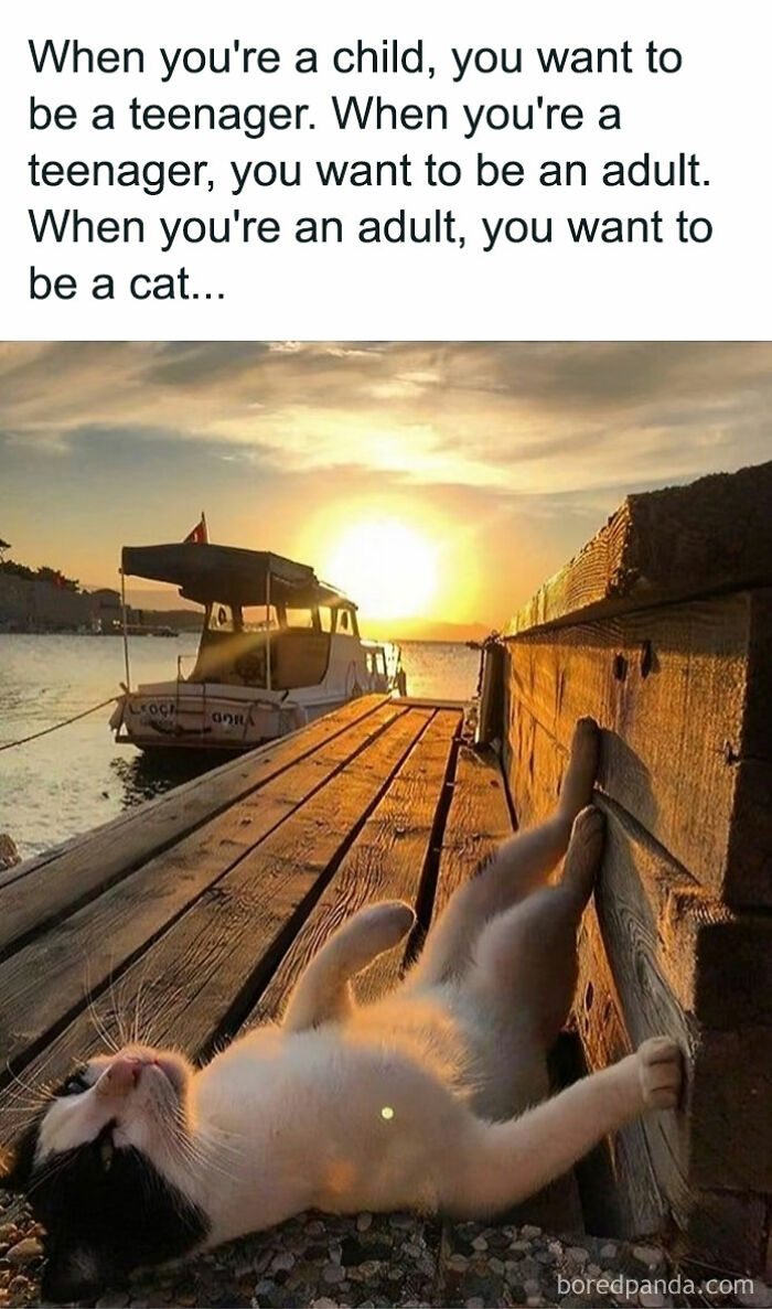 50 Adorable Animal Memes That May Give You That Serotonin Boost For Today