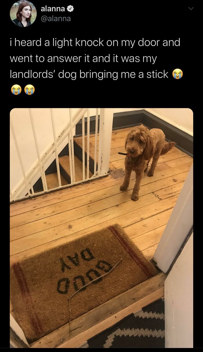 50 Adorable Animal Memes That May Give You That Serotonin Boost For Today