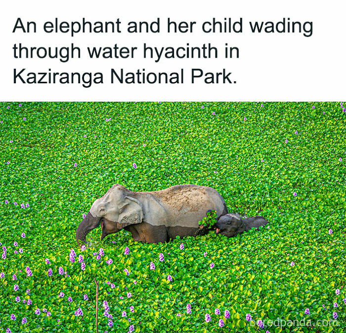 50 Adorable Animal Memes That May Give You That Serotonin Boost For Today