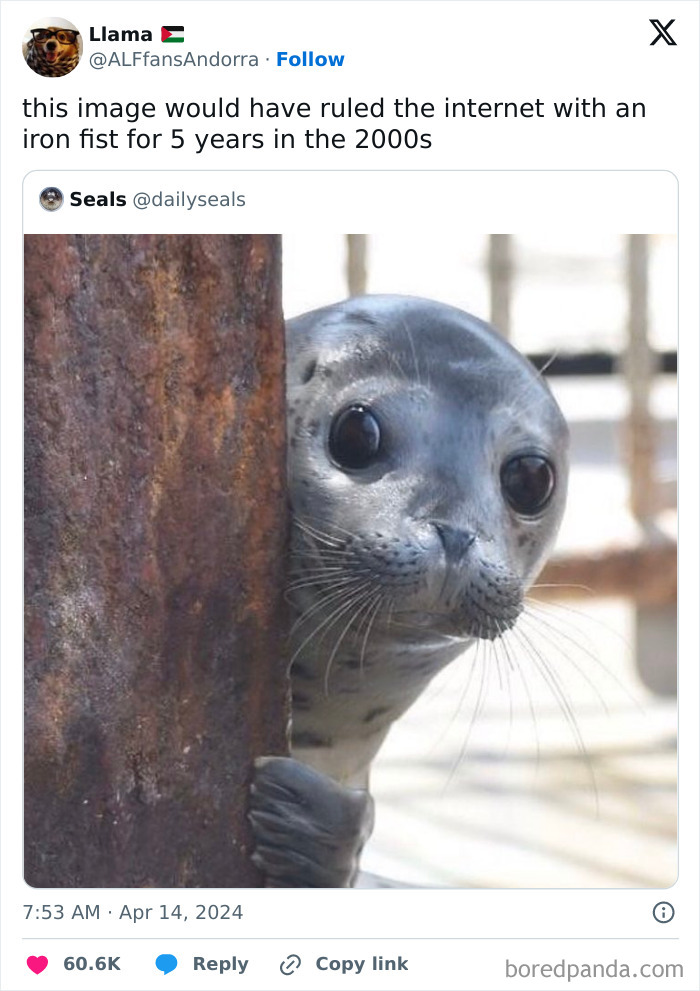 50 Adorable Animal Memes That May Give You That Serotonin Boost For Today