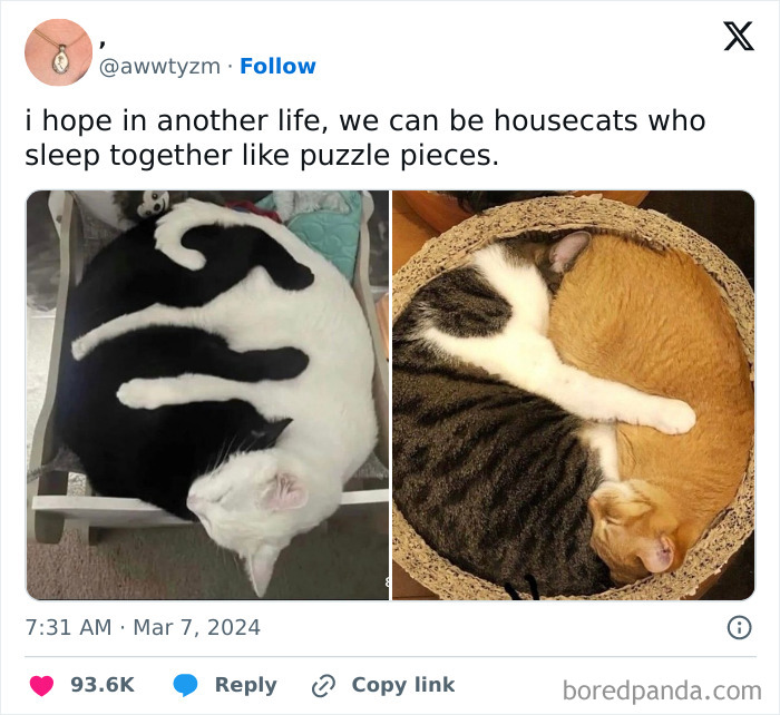 50 Adorable Animal Memes That May Give You That Serotonin Boost For Today