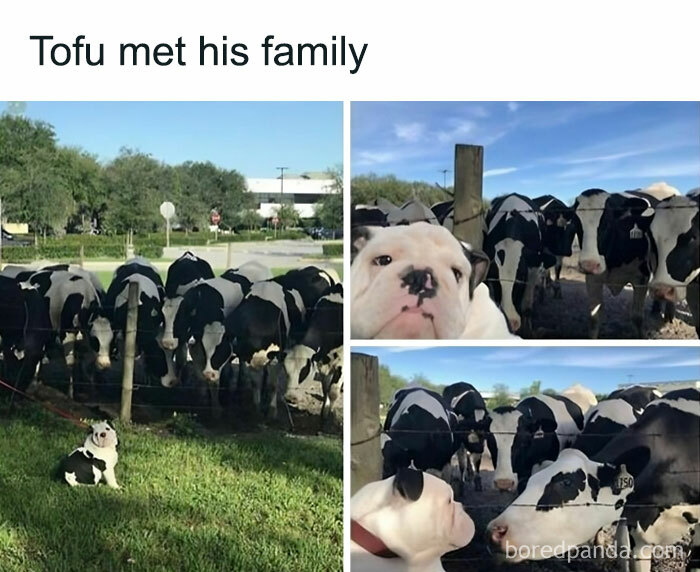 50 Adorable Animal Memes That May Give You That Serotonin Boost For Today