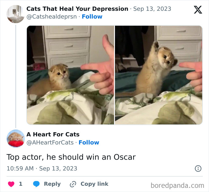 50 Adorable Animal Memes That May Give You That Serotonin Boost For Today