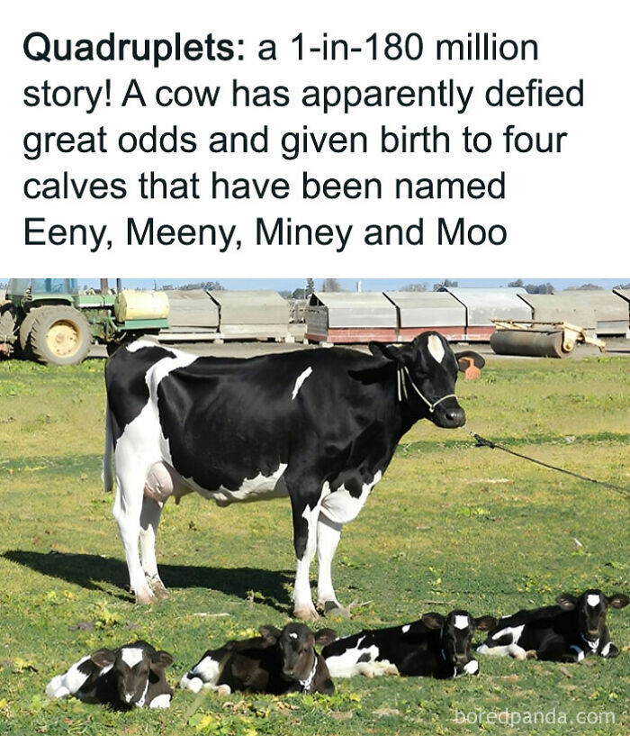 50 Adorable Animal Memes That May Give You That Serotonin Boost For Today