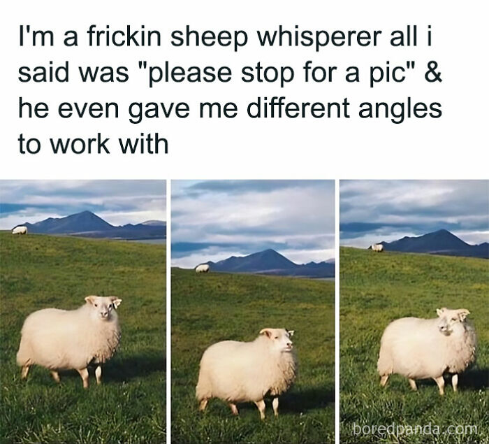 50 Adorable Animal Memes That May Give You That Serotonin Boost For Today