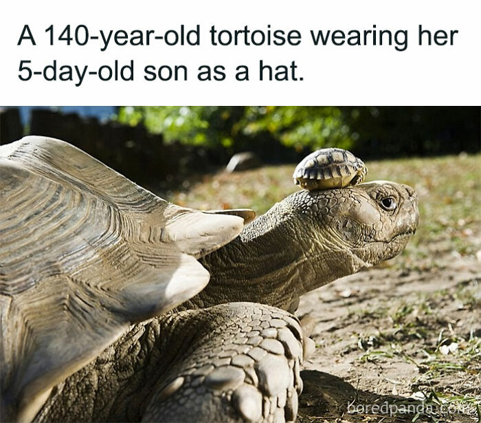 50 Adorable Animal Memes That May Give You That Serotonin Boost For Today