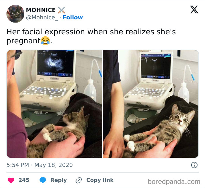 50 Adorable Animal Memes That May Give You That Serotonin Boost For Today