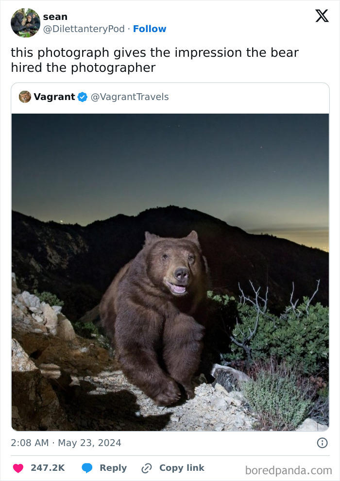 50 Adorable Animal Memes That May Give You That Serotonin Boost For Today