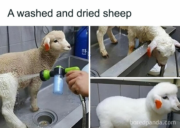 50 Adorable Animal Memes That May Give You That Serotonin Boost For Today