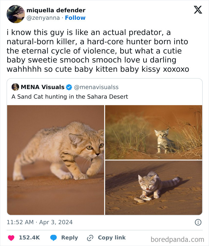 50 Adorable Animal Memes That May Give You That Serotonin Boost For Today