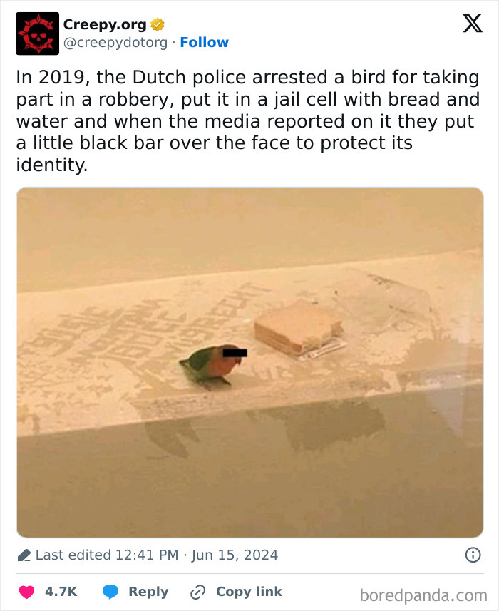 50 Adorable Animal Memes That May Give You That Serotonin Boost For Today