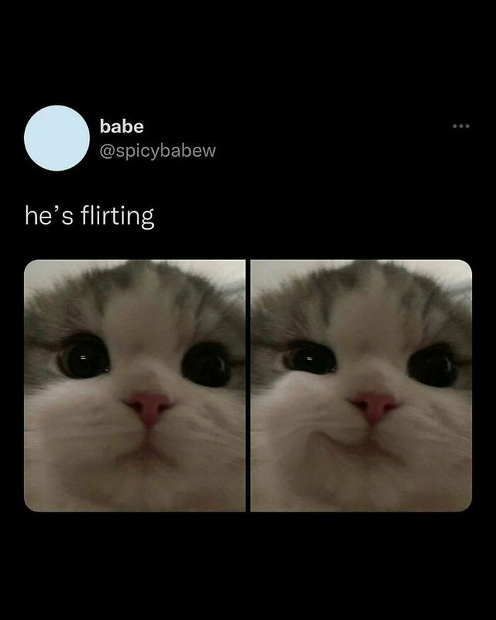 50 Adorable Animal Memes That May Give You That Serotonin Boost For Today