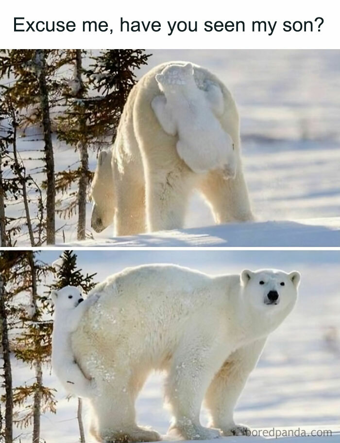 50 Adorable Animal Memes That May Give You That Serotonin Boost For Today