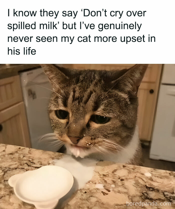 50 Adorable Animal Memes That May Give You That Serotonin Boost For Today