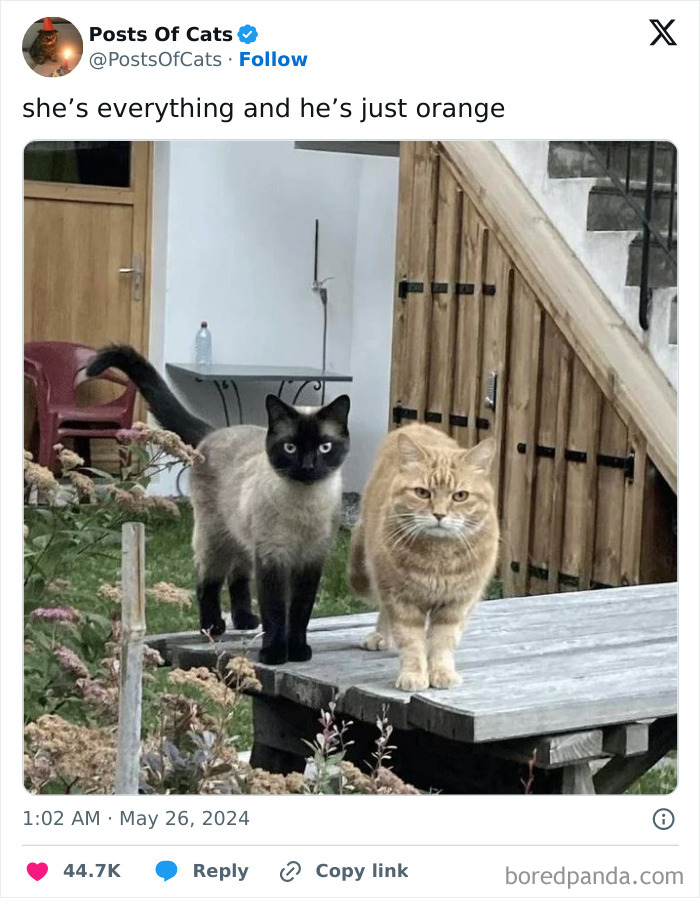 50 Adorable Animal Memes That May Give You That Serotonin Boost For Today