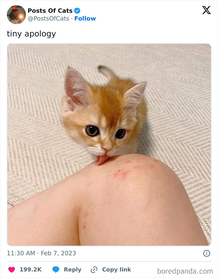 50 Adorable Animal Memes That May Give You That Serotonin Boost For Today