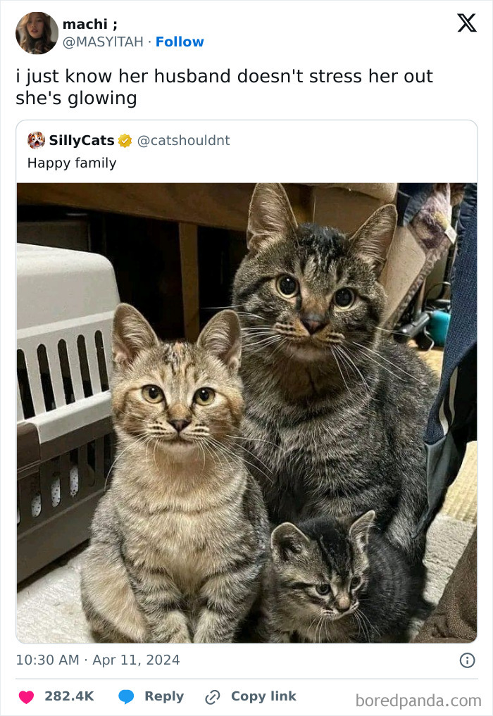 50 Adorable Animal Memes That May Give You That Serotonin Boost For Today