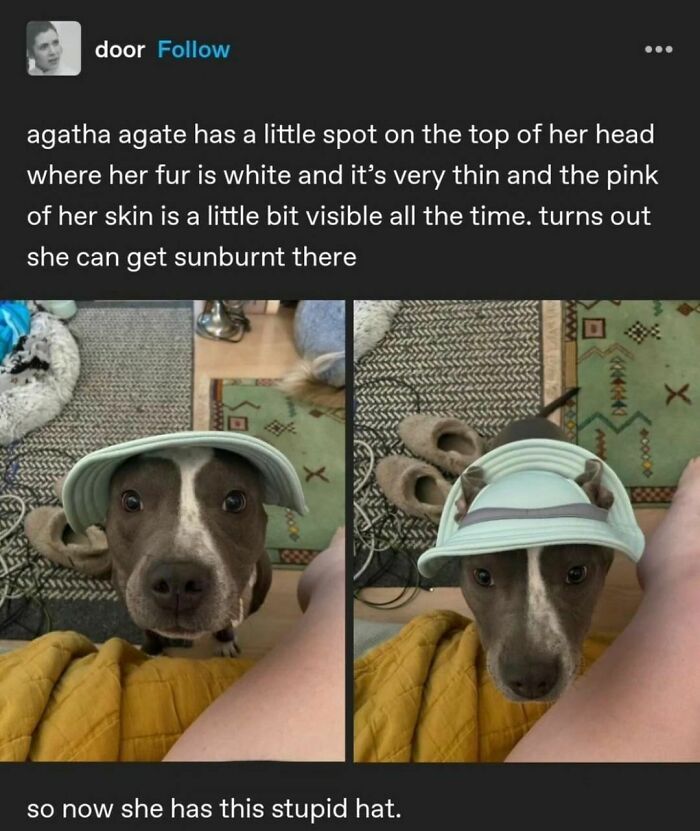 50 Adorable Animal Memes That May Give You That Serotonin Boost For Today