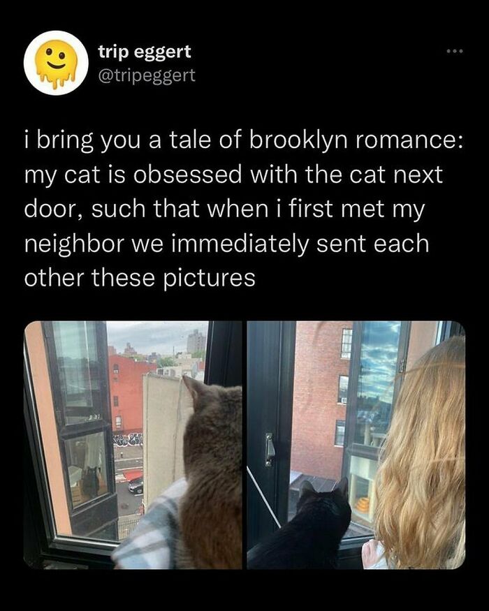 50 Adorable Animal Memes That May Give You That Serotonin Boost For Today